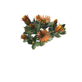 Flower_Faucaria tigrina2 6